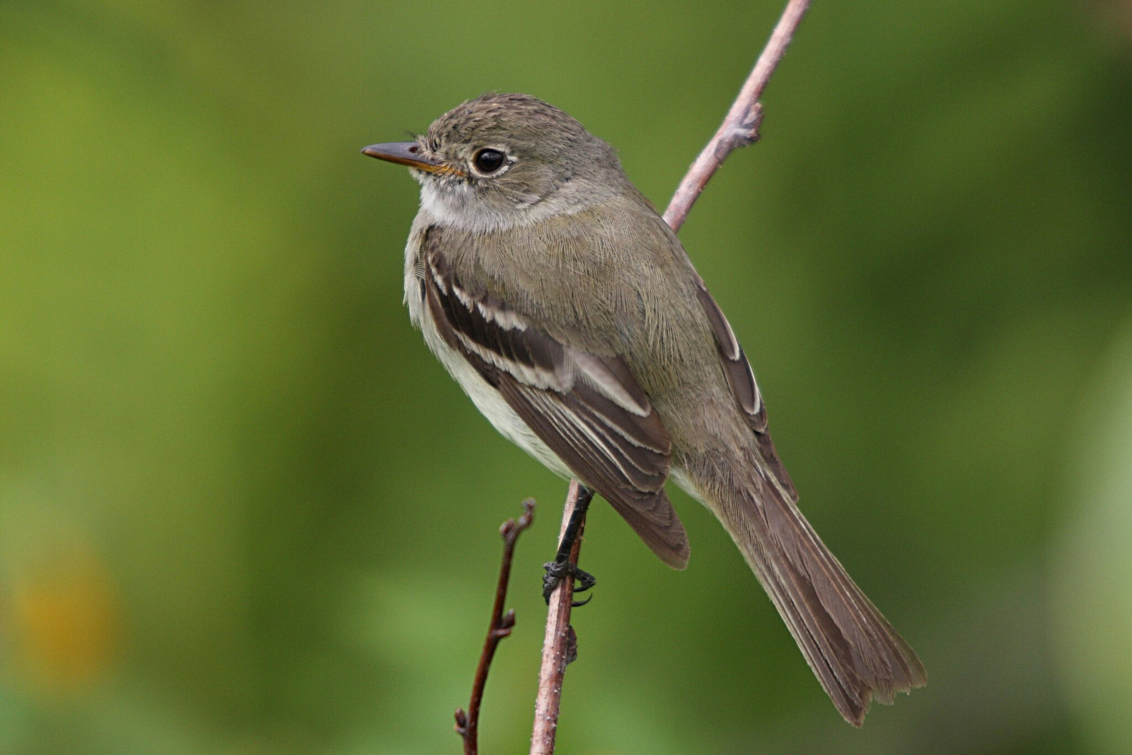 image Alder Flycatcher
